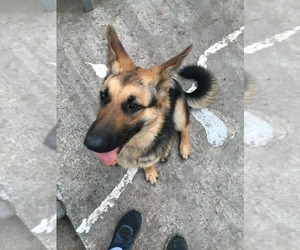 Mother of the German Shepherd Dog puppies born on 02/21/2025