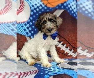 Jack-A-Poo Puppy for sale in COCHRANVILLE, PA, USA