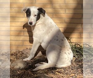 Border Collie-Dalmatian Mix Dogs for adoption in Norman, OK, USA