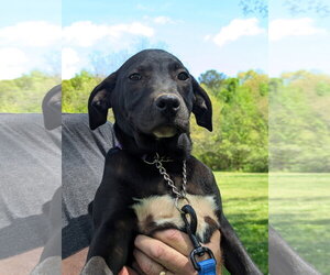 Labrador Retriever-Unknown Mix Dogs for adoption in Milner, GA, USA