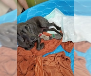 Mother of the Weimaraner puppies born on 08/18/2019