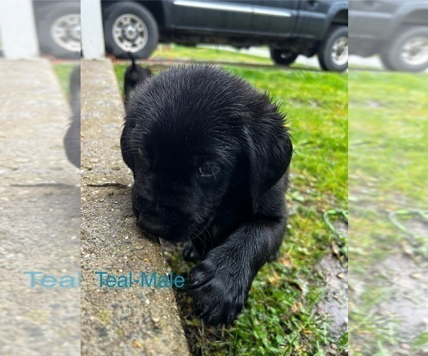 Medium Photo #17 Cane Corso-German Shorthaired Pointer Mix Puppy For Sale in CLAY CITY, KY, USA