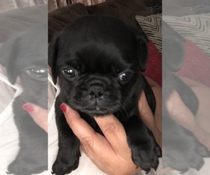 Pug Puppy for sale in BAKERSFIELD, CA, USA