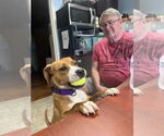 Small Photo #5 Beagle-Unknown Mix Puppy For Sale in Rustburg, VA, USA