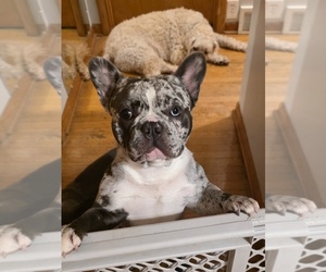Father of the French Bulldog puppies born on 05/26/2026