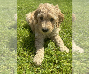 Goldendoodle Puppy for sale in CHILLICOTHE, OH, USA