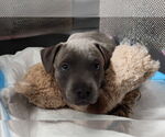 Small #12 American Pit Bull Terrier-German Shepherd Dog Mix