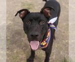 Small Labrador Retriever Mix