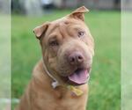 Small Chinese Shar-Pei