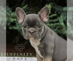 Small Photo #3 French Bulldog Puppy For Sale in EAST EARL, PA, USA
