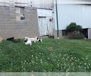 Maltipoo Litter for sale in SUGARCREEK, OH, USA
