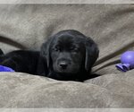 Small Photo #3 Labrador Retriever Puppy For Sale in Denton, TX, USA