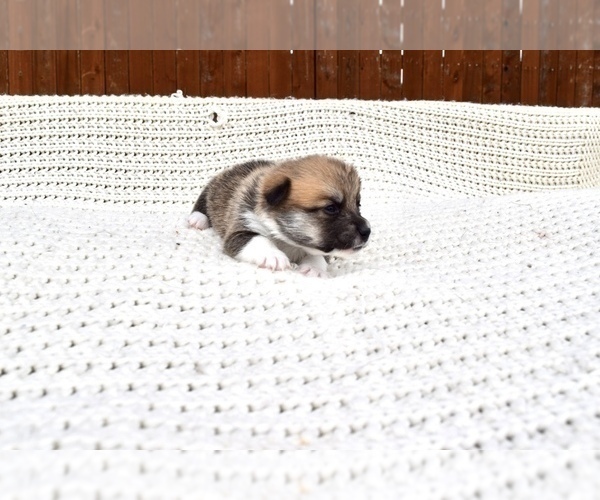 Medium Photo #12 Pembroke Welsh Corgi Puppy For Sale in SOULSBYVILLE, CA, USA