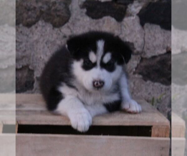 Medium Photo #4 Alaskan Malamute Puppy For Sale in CROGHAN, NY, USA