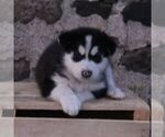 Small #3 Alaskan Malamute