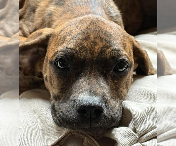 Medium Photo #11 Boxador Puppy For Sale in New York, NY, USA