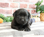Small #1 Labrador Retriever