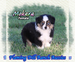 Image preview for Ad Listing. Nickname: Mokara