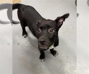 American Pit Bull Terrier-Unknown Mix Dogs for adoption in Peoria, IL, USA