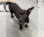 Small American Pit Bull Terrier Mix