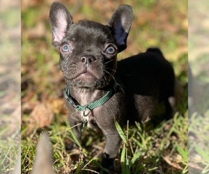 French Bulldog Puppy for sale in ATLANTA, GA, USA