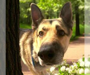 German Shepherd Dog-Unknown Mix Dogs for adoption in Sacramento, CA, USA