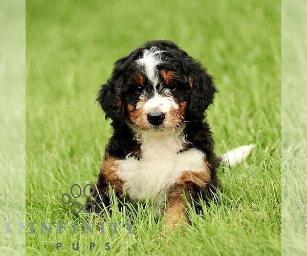 Medium Photo #1 Bernedoodle (Miniature) Puppy For Sale in NEW HOLLAND, PA, USA