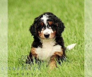 Bernedoodle (Miniature) Puppy for sale in NEW HOLLAND, PA, USA