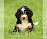 Small Bernedoodle (Miniature)