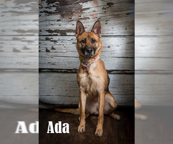 Medium Photo #7 German Shepherd Dog Puppy For Sale in garner, NC, USA