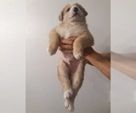 Small Photo #2 German Shepherd Dog-Jindo Dog Mix Puppy For Sale in PRESCOTT, AZ, USA