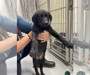Labrador Retriever-Unknown Mix Dogs for adoption in Santa Cruz, CA, USA