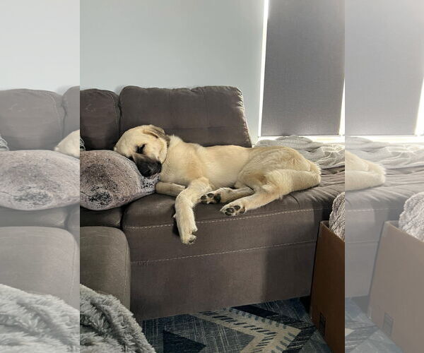 Medium Photo #2 German Shepherd Dog-Great Pyrenees Mix Puppy For Sale in Columbus, IN, USA