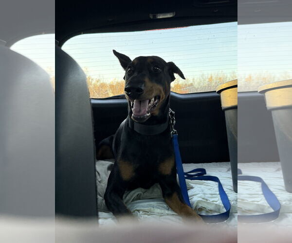 Medium Photo #6 Doberman Pinscher Puppy For Sale in Buffalo, MN, USA