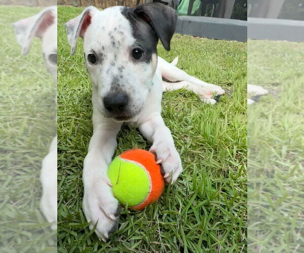 Medium Photo #1 American Pit Bull Terrier-Unknown Mix Puppy For Sale in Raleigh, NC, USA