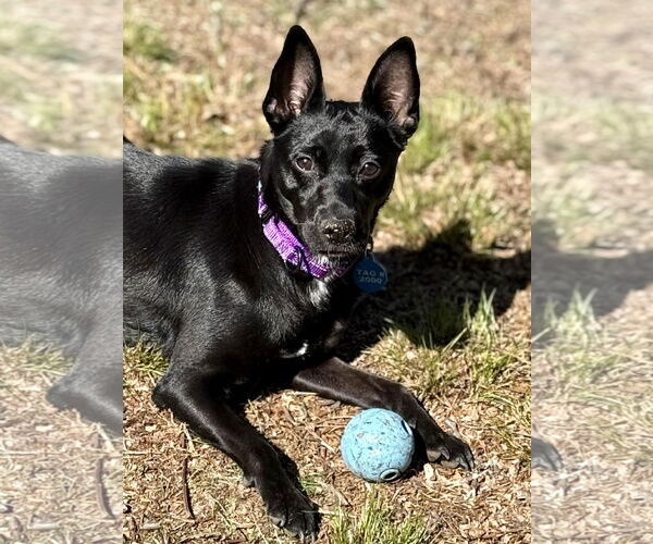 Medium Photo #14 Mutt Puppy For Sale in Boonton, NJ, USA