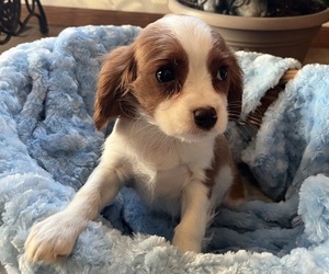 Medium Cavalier King Charles Spaniel
