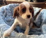 Puppy 3 Cavalier King Charles Spaniel