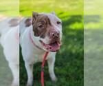 Small #1 Chinese Shar-Pei Mix