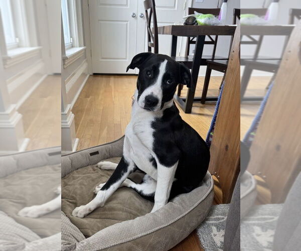 Medium Photo #13 Labrador Retriever-Unknown Mix Puppy For Sale in Boston, MA, USA