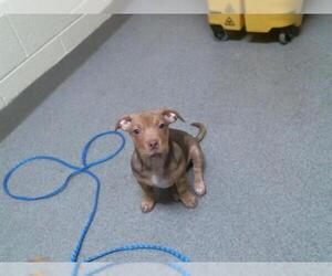 Medium American Pit Bull Terrier Mix