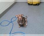 Small American Pit Bull Terrier Mix