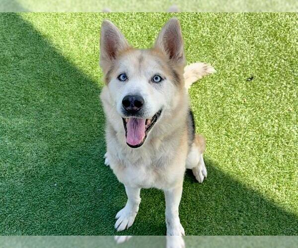 Medium Photo #1 Siberian Husky-Unknown Mix Puppy For Sale in Orange, CA, USA