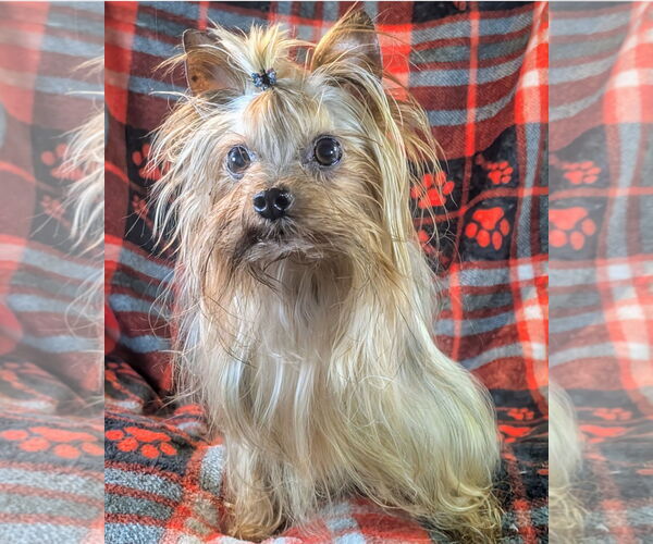 Medium Photo #2 Mutt Puppy For Sale in Bon Carbo, CO, USA