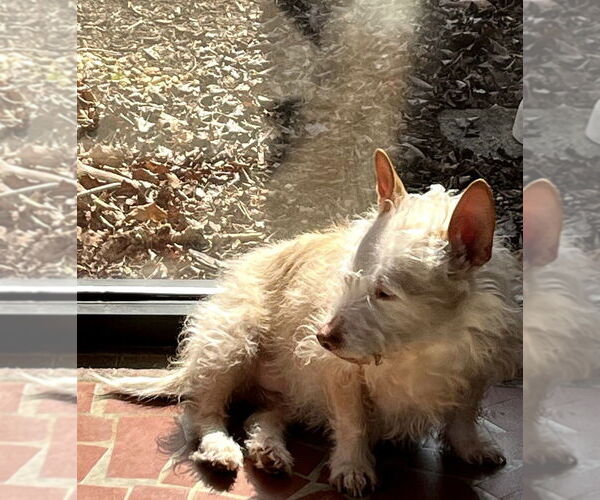 Medium Photo #4 Mutt Puppy For Sale in Mooresville, NC, USA