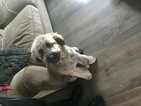 Small Labrador Retriever-Poodle (Toy) Mix