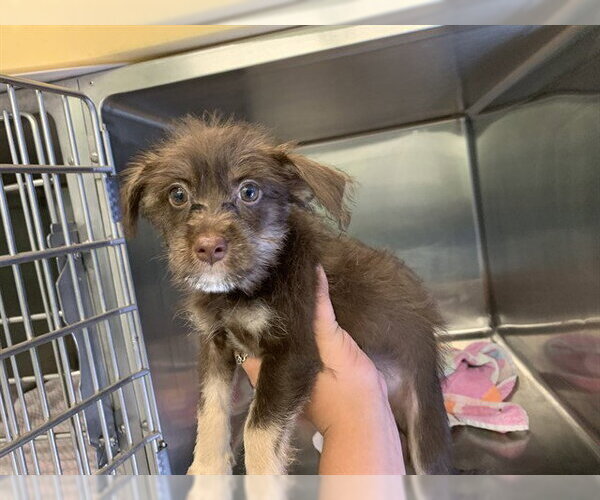 Medium Photo #1 Chihuahua-Unknown Mix Puppy For Sale in Grand Prairie, TX, USA