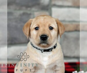 Labrador Retriever Puppy for sale in SELINSGROVE, PA, USA