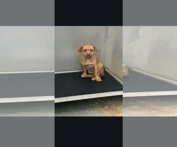 Medium Photo #7 Mutt Puppy For Sale in Minneapolis, MN, USA