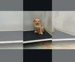 Small #6 Mutt